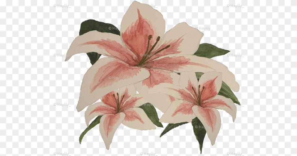 Stargazer Lily, Flower, Plant, Anther Free Transparent Png