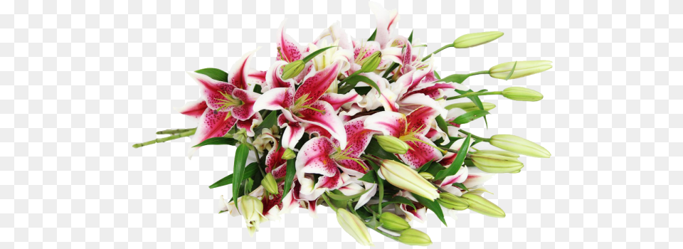 Stargazer Lily Bouquet, Flower, Flower Arrangement, Flower Bouquet, Plant Free Png Download