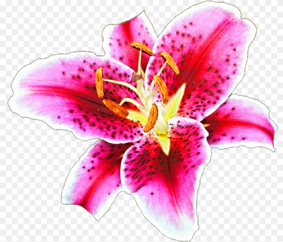 Stargazer Lily Clipart Stargazer Lily Transparent Background, Flower, Petal, Plant, Pollen Free Png