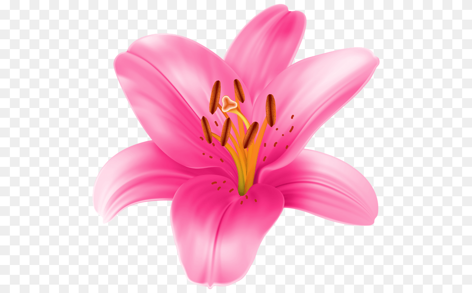 Stargazer Lily Cliparts Clip Art, Anther, Flower, Plant, Petal Png Image