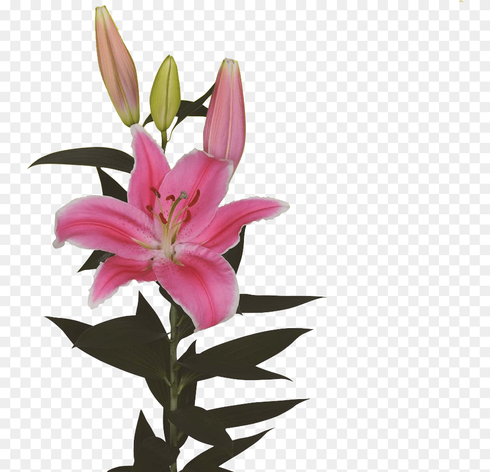 Stargazer Lily Lily, Flower, Plant, Petal Free Png