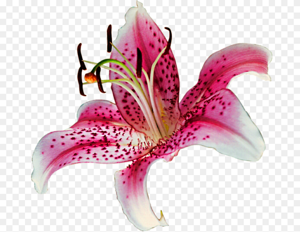 Stargazer Lily Background, Flower, Plant, Anther, Petal Free Transparent Png