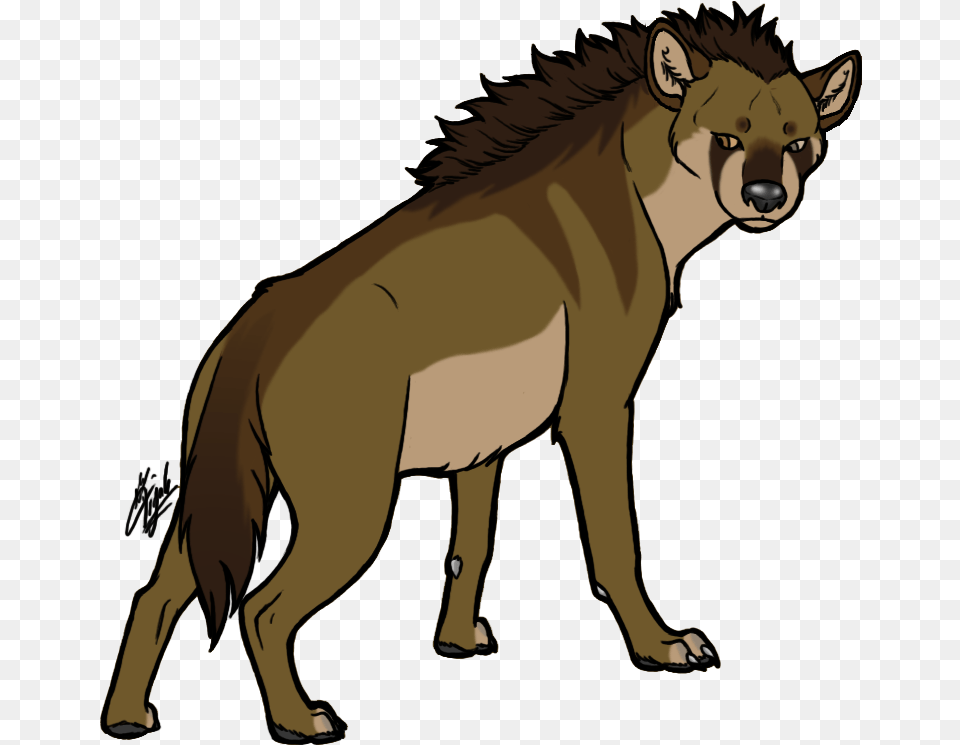 Staring Hyena Hyena, Animal, Lion, Mammal, Wildlife Png