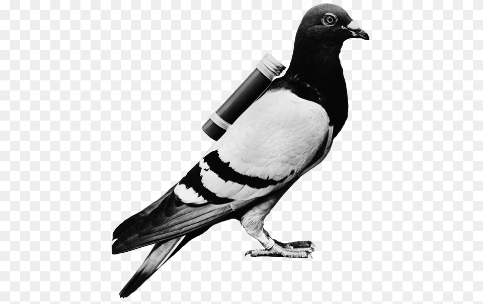 Stark Social Pigeon Carrier Pigeon Meme, Animal, Bird Free Png
