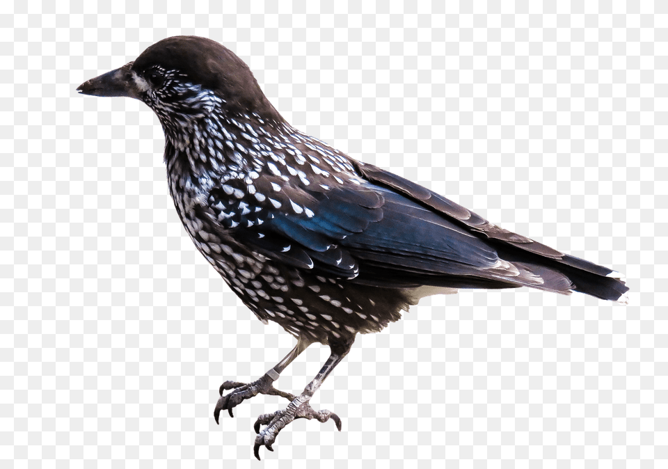 Starling, Animal, Beak, Bird, Blackbird Png
