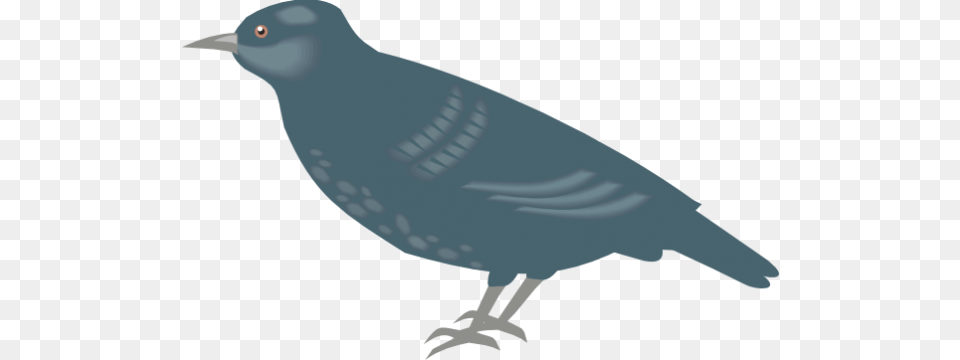 Starling Clipart, Animal, Beak, Bird, Blackbird Png