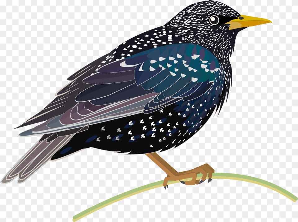 Starling Hd Starling, Animal, Beak, Bird, Blackbird Free Png