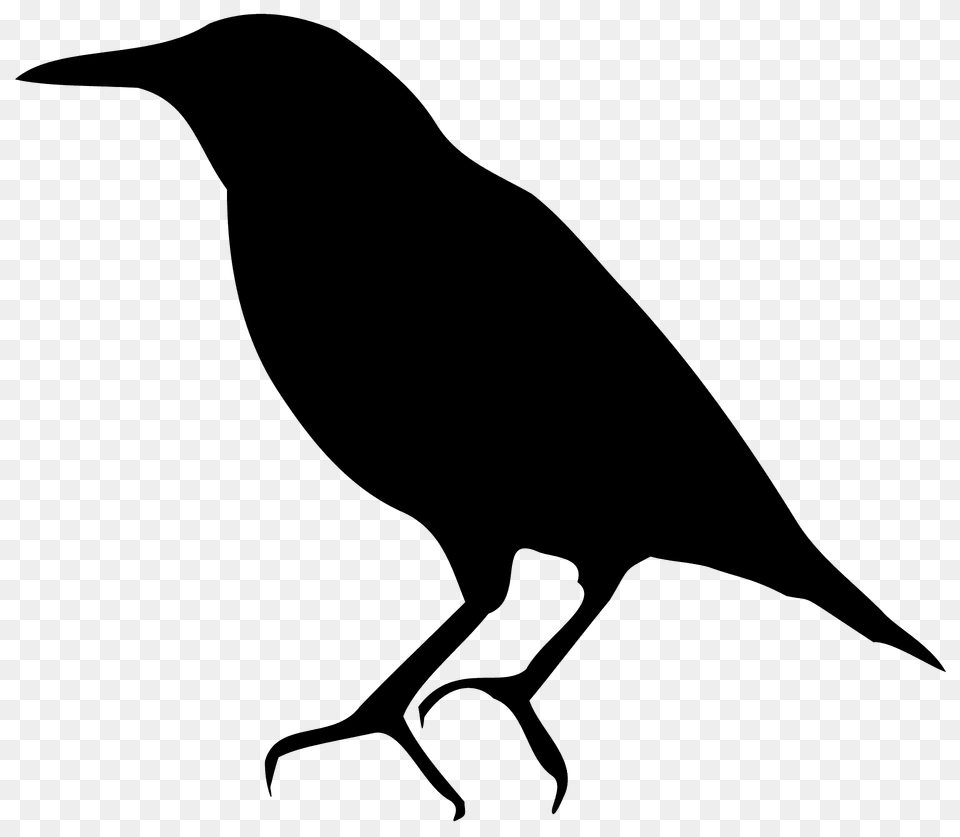 Starling Silhouette, Animal, Bird, Blackbird, Fish Png Image