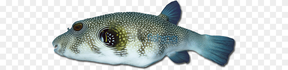 Stars And Stripes Puffer Stars And Stripes Puffer Fish, Animal, Sea Life, Shark Png Image