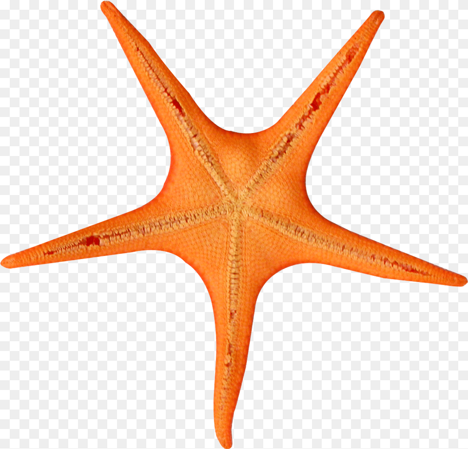 Stars Fish With Transparent Background, Animal, Sea Life, Invertebrate, Starfish Png Image