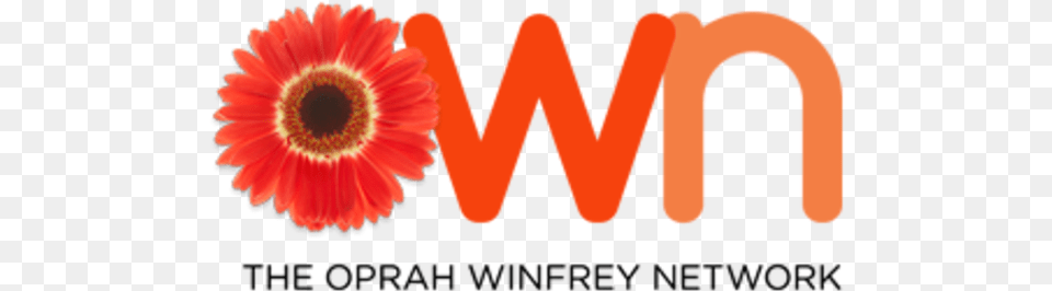 Start Of The Oprah Winfrey Network Oprah Winfrey Show, Daisy, Flower, Plant, Petal Free Transparent Png