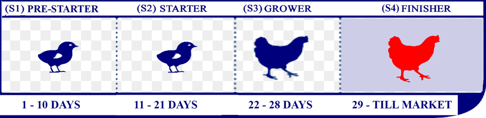 Starter Lifecycle National University Of Villa Mara, Animal, Bird, Chicken, Fowl Png Image