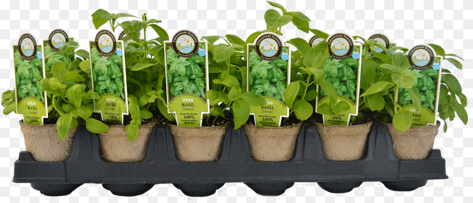 Starter Plants Homestead Gardens, Herbal, Herbs, Mint, Plant Png Image