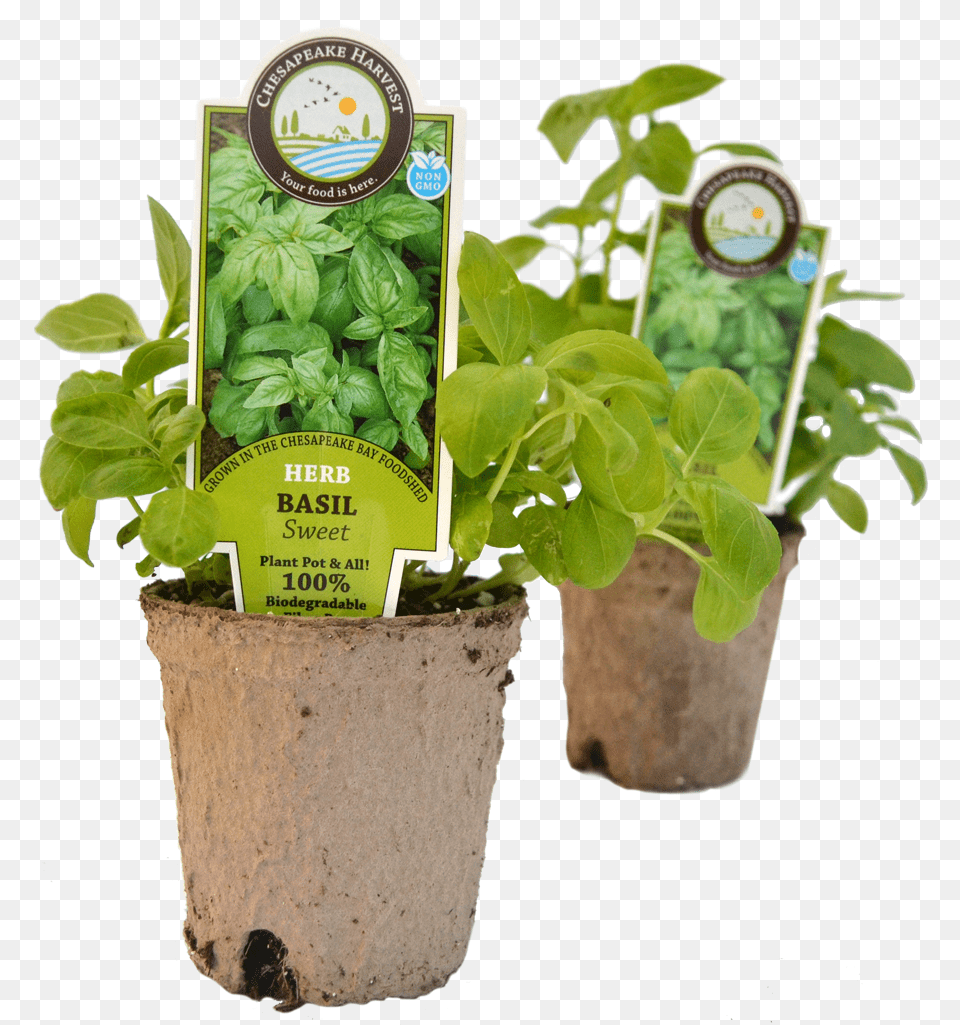 Starter Plantsclass Img Responsive True Size Flowerpot, Herbal, Herbs, Plant, Potted Plant Png
