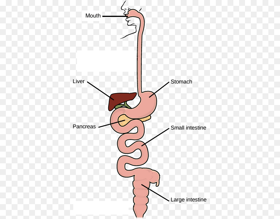 Starts At Mouth Which Connects To Stomach Respiratory System Of Goat, Animal, Bird, Flamingo Png Image