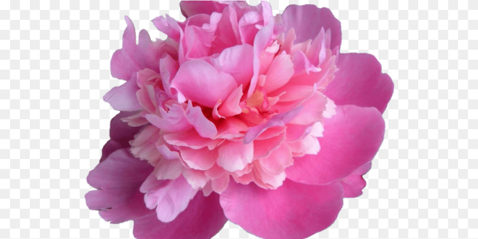 State Flower, Plant, Rose, Carnation, Peony Free Png