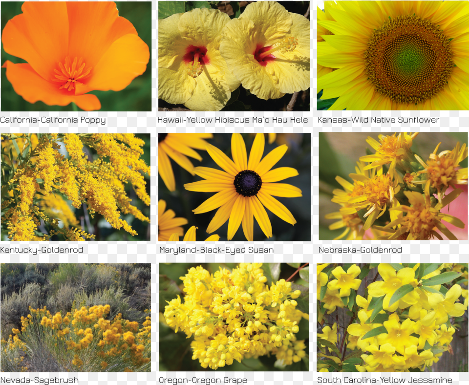 State Flower Of Kentucky, Art, Collage, Daisy, Pollen Png