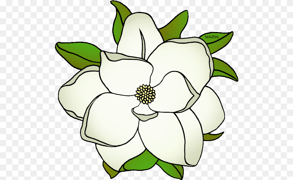State Flower Of Mississippi Magnolia Flower Clip Art, Anemone, Petal, Plant, Dahlia Free Png