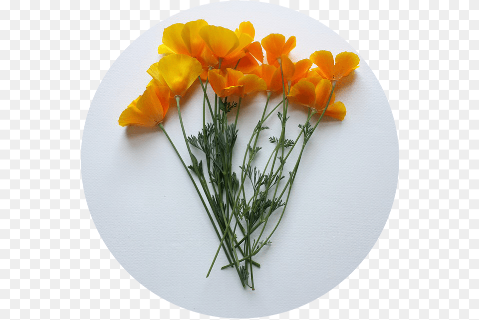 State Flowers California Poppy Cut Flower, Plant, Petal, Flower Arrangement, Flower Bouquet Free Png Download