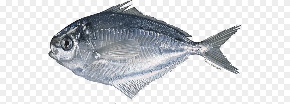 State Managed Species American Butterfish, Animal, Fish, Sea Life, Tuna Png Image