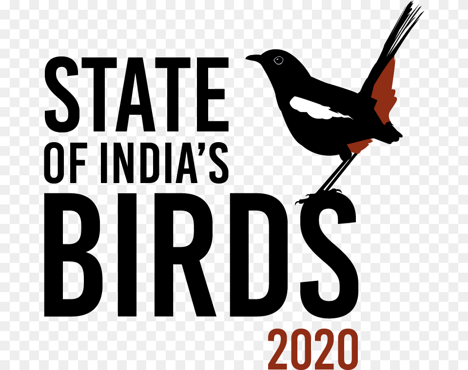 State Of Indiau0027s Birds First Comprehensive Assessment Illustration, Animal, Beak, Bird Free Png Download