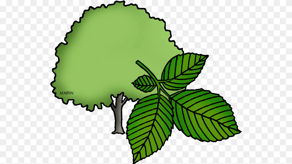 State Tree Of North Dakota American Elm Clipart, Green, Herbal, Herbs, Leaf Png Image
