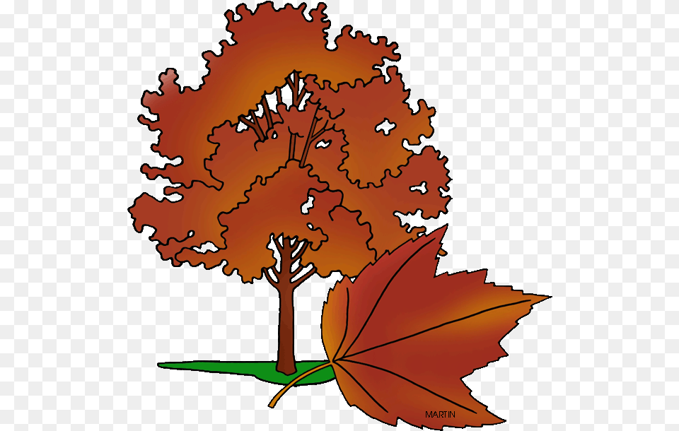 State Tree Of Rhode Island Red Maple Tree Clipart, Leaf, Plant, Person, Face Free Transparent Png