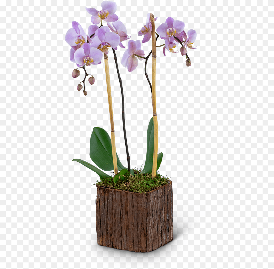 Stately Phalaenopsis Orchid Vermilion Florist Tiffanyu0027s Flowers, Flower, Flower Arrangement, Plant, Tree Free Png
