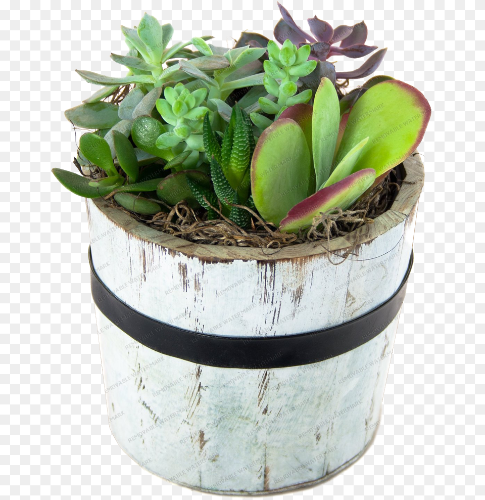 Stately Succulent Garden Round Wooden Pot, Jar, Plant, Planter, Potted Plant Free Png