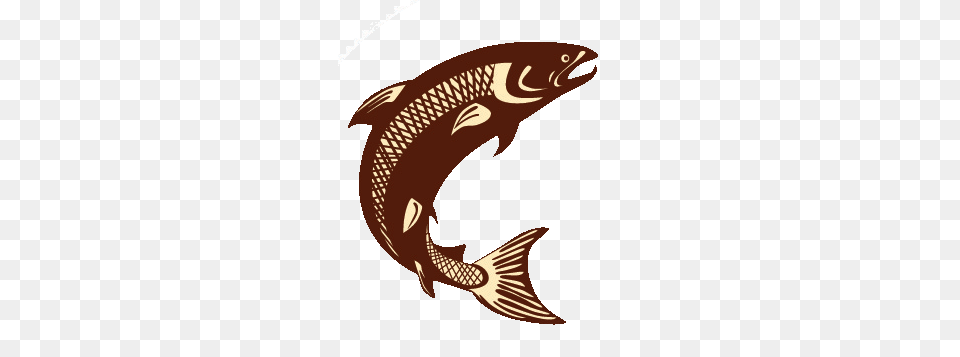 Stay Fish Archives, Aquatic, Water, Animal, Sea Life Png Image