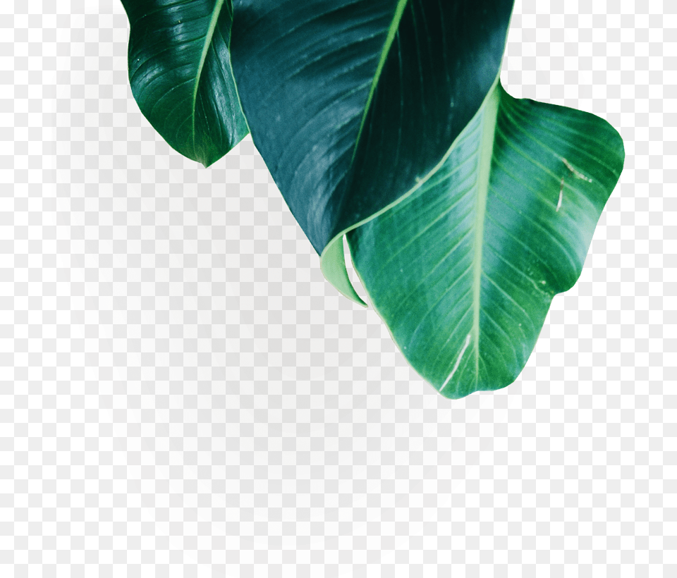 Stay Up To Date On All Things Crypto And Blockchain Banana Family, Leaf, Plant, Potted Plant, Tree Png Image