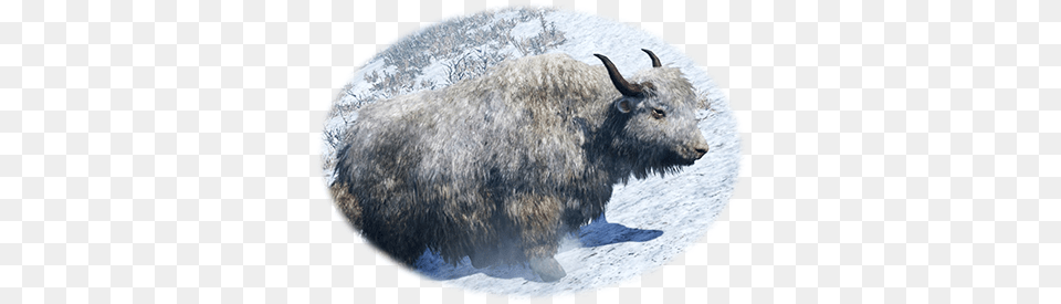 Steam Community Guide Rare Animals Of Oros Finding Bison, Animal, Cattle, Livestock, Mammal Free Png