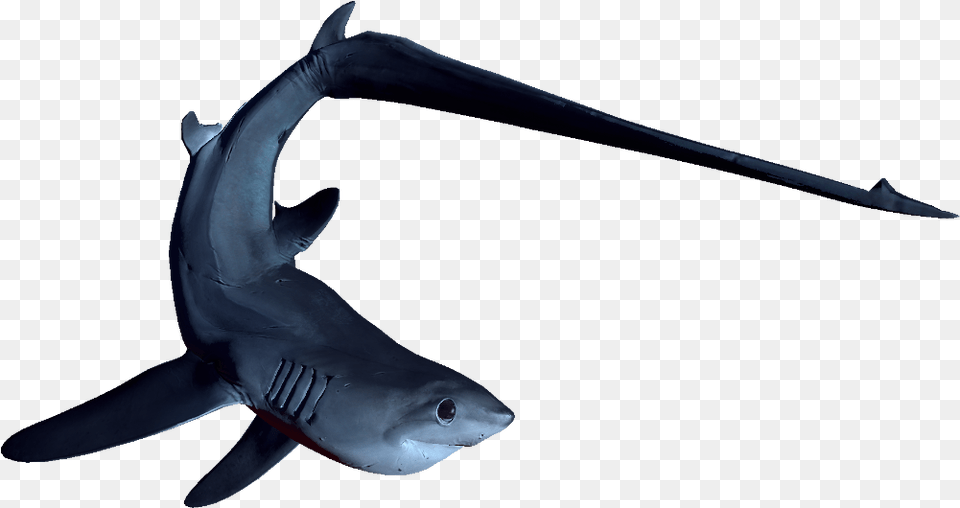 Steam Thresher Shark Thresher Shark Transparent Background, Animal, Sea Life, Fish Free Png Download