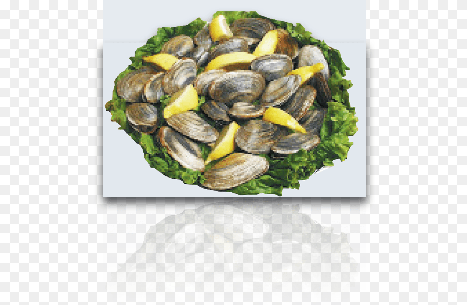 Steamed Clams Mussel, Animal, Clam, Food, Invertebrate Png