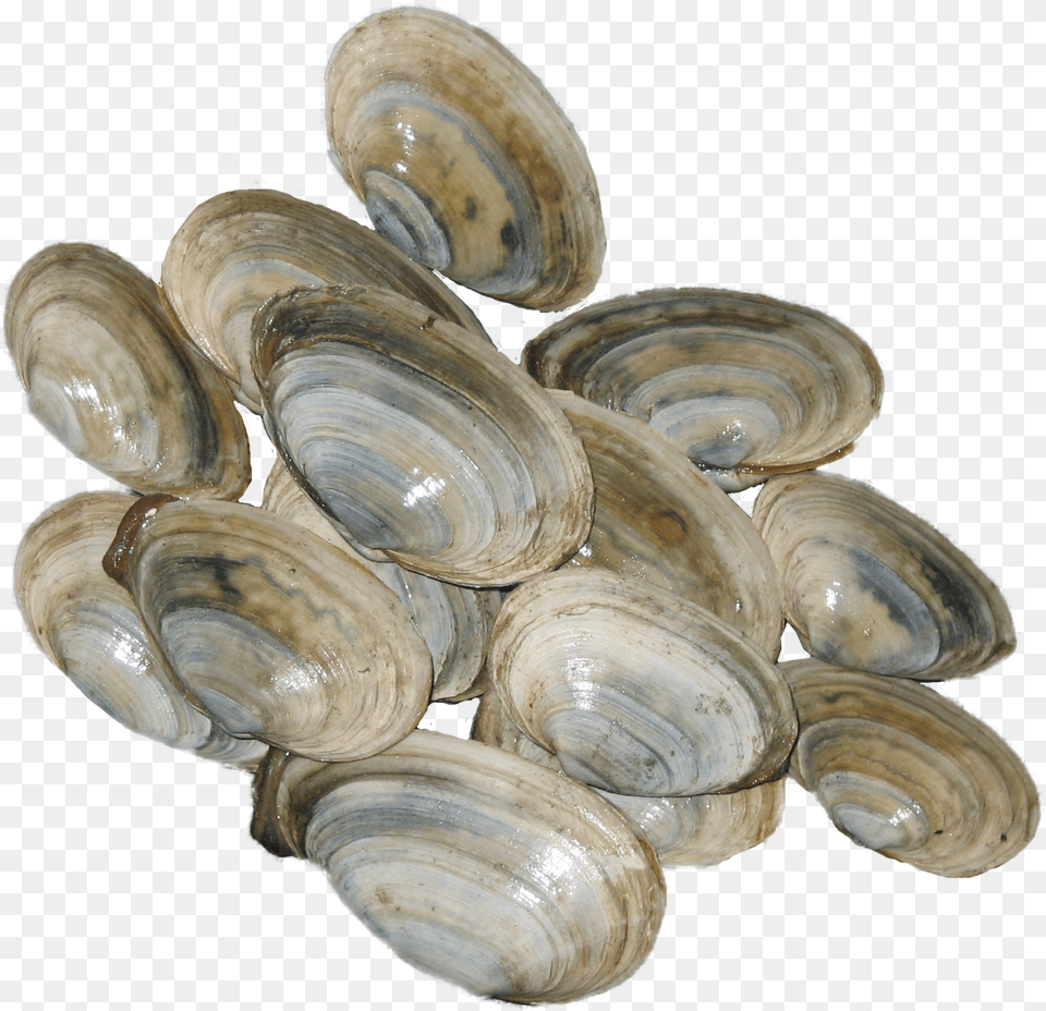 Steamer Clams From Pei Cockle, Animal, Clam, Food, Invertebrate Png Image