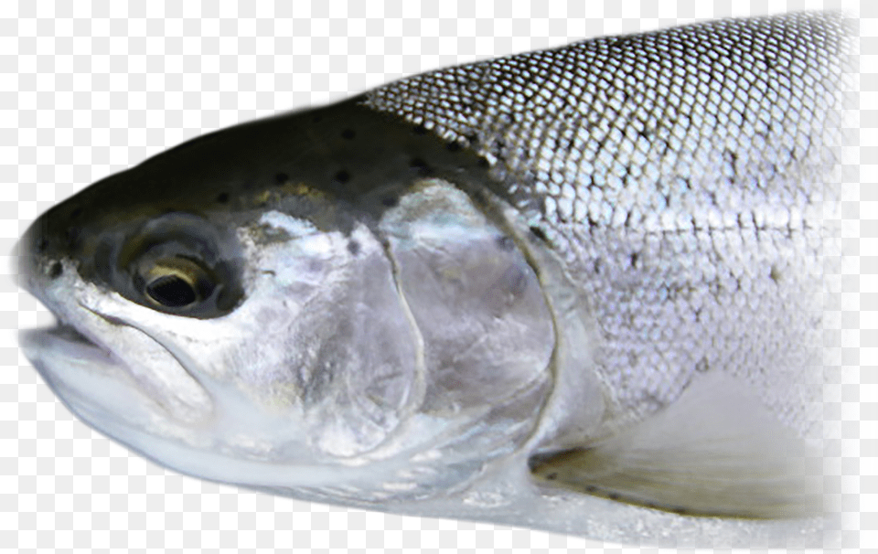 Steelhead Oily Fish, Animal, Coho, Sea Life, Trout Png Image