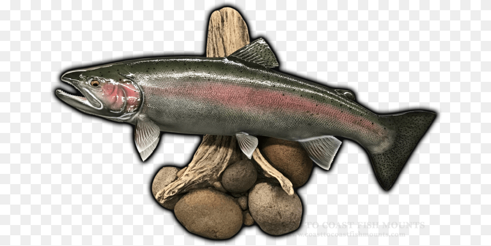 Steelhead Replica Mounts, Animal, Coho, Fish, Sea Life Free Transparent Png