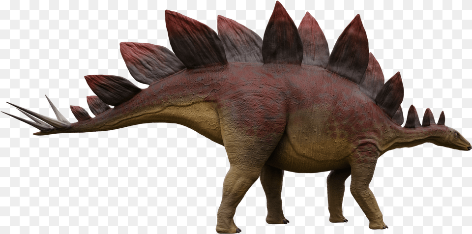 Stegosaurus 1 Stegosaurus 2 Triceratops, Animal, Dinosaur, Reptile, T-rex Free Png Download