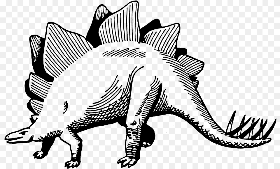 Stegosaurus, Gray Free Transparent Png