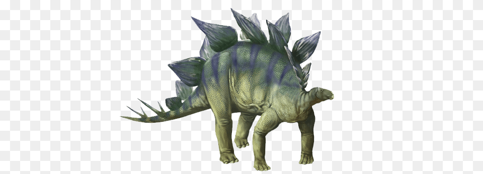 Stegosaurus Dinosaur, Animal, Reptile Free Transparent Png
