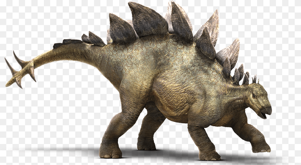 Stegosaurus Jurassic Park Dinosaurs, Animal, Dinosaur, Reptile Png Image