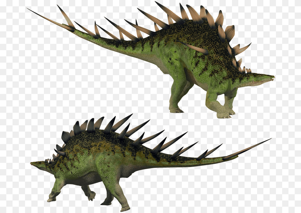 Stegosaurus Kentrosaurus Stegosaur Dino Dinosaur, Animal, Reptile, Lizard, Iguana Free Png