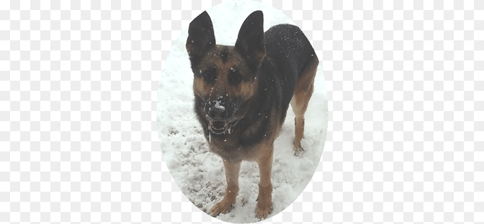 Stella 1 Portable Network Graphics, Animal, Canine, Dog, German Shepherd Png Image
