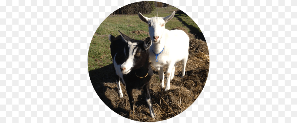 Stella And Nigel Rescued Goats At A Farm Animal Sanctuary Goat, Livestock, Mammal, Sheep, Cattle Free Transparent Png