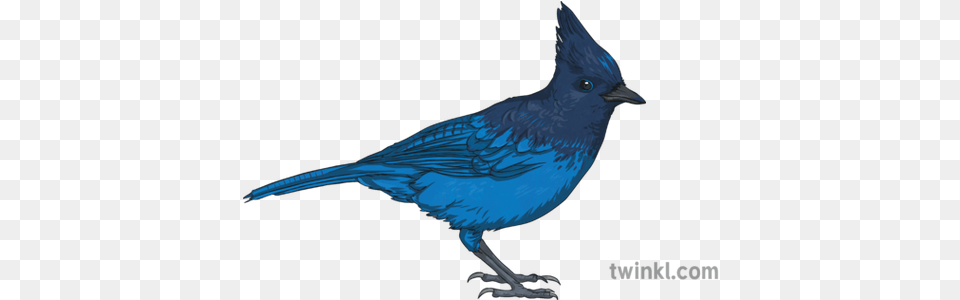 Stellers Jay Steller Bird Animal Ks2 Illustration Twinkl Jay Illustration, Blue Jay, Bluebird, Fish, Sea Life Png