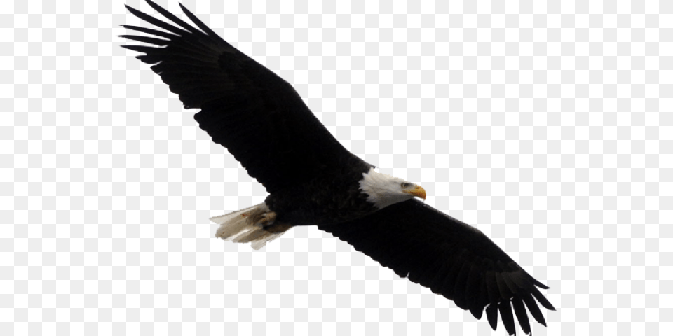 Stellers Sea Eagle Clipart Landing, Animal, Bird, Flying, Beak Free Png