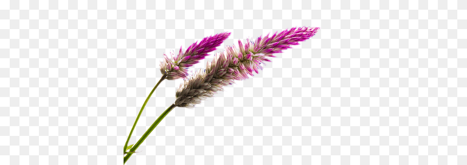 Stem Flower, Grass, Lupin, Plant Free Transparent Png