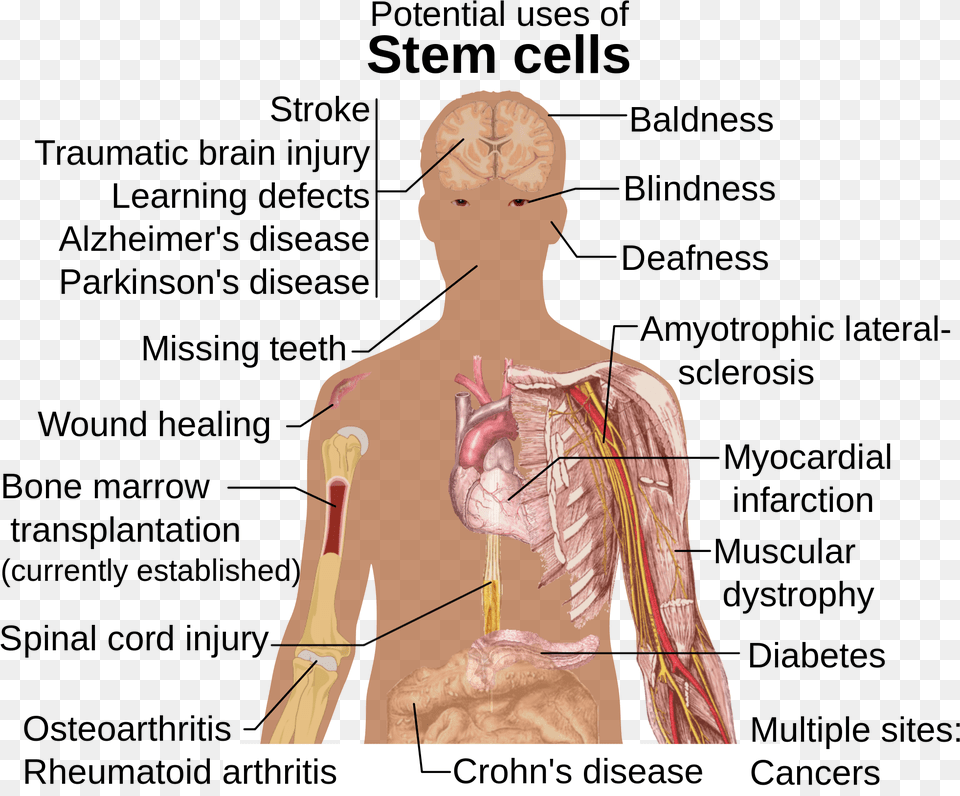 Stem Cell Background Embryonic Stem Cells Used, Adult, Male, Man, Person Png