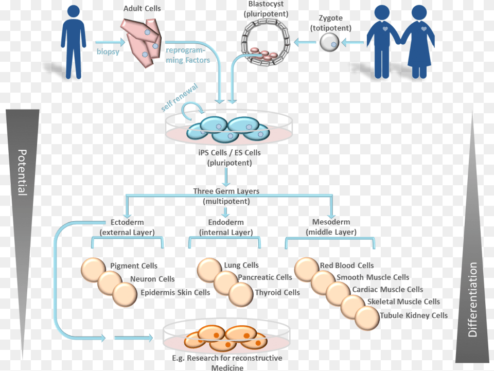Stem Cell Development Function 3 Esc And Ipsc Stem Cells, Architecture, Building, Hospital, Person Free Png