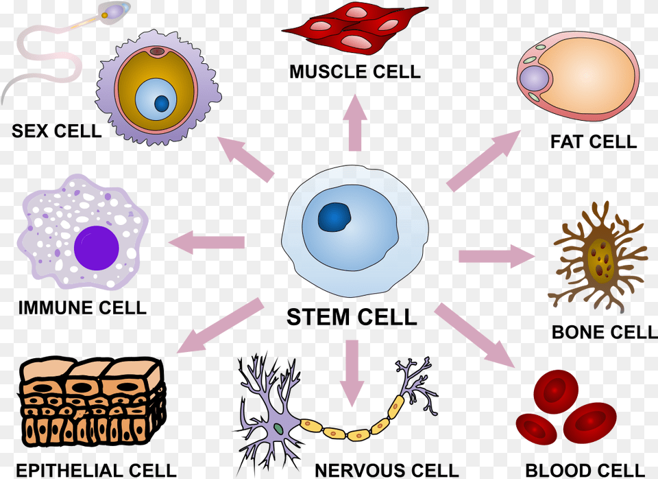 Stem Cell Differentiation Function Of Stem Cells, Art, Pattern Free Png Download